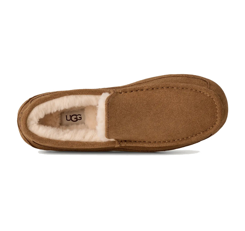 UGG Men's Ascot Chestnut